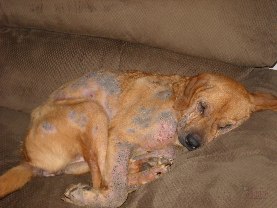 Лечение чумы плотоядных у собак: