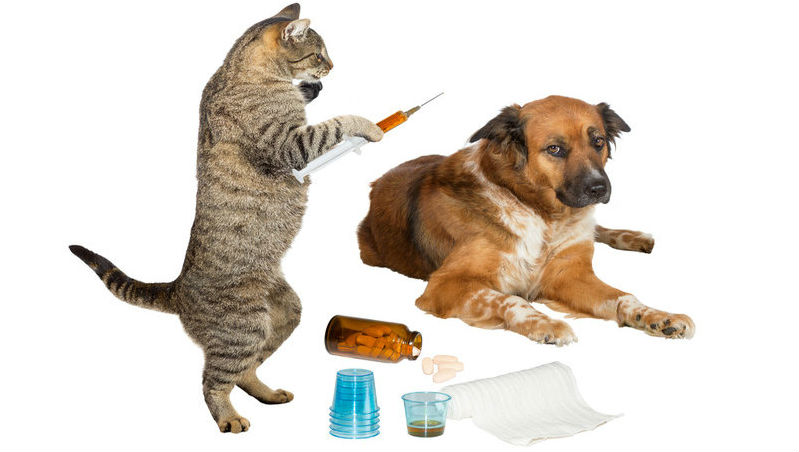 Вакцинация кошек и собак